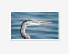 Great Blue Heron Head Print – Matted for 11 x 14 Signed Proof