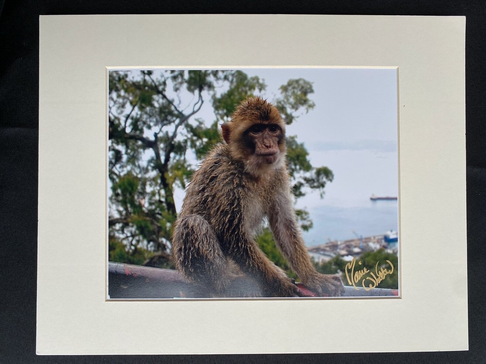11 X 14 Photo in matte – signed by photographer Marie Whitton- MONKEY- GIBRALTAR
