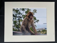 11 X 14 Photo in matte – signed by photographer Marie Whitton- MONKEY- GIBRALTAR