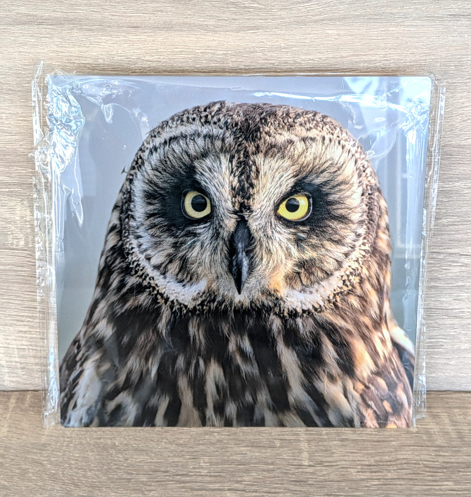 Hawaiian Short-Eared Owl Close Up Prof Photo 8×8 on Metal Plate Leighton Lum