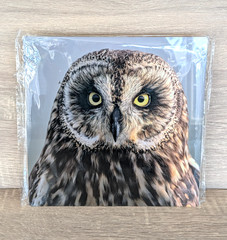 Hawaiian Short-Eared Owl Close Up Prof Photo 8×8 on Metal Plate Leighton Lum