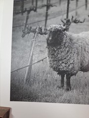 2005 Art Photograph Of A Woolly Sheep In A Vineyard By Robert Sinskey