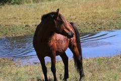 Chincoteague Pony Photo -Stallion – Hoppy – Pick One Image -Various Sizes