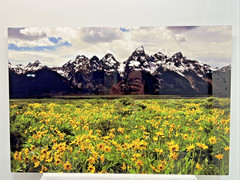Russ Kerr Majesty Of Birds Wild Life Photographer Grand Teton National Park