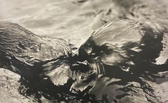 Tom Weber’s Cannery Row Sea Otter Photography.