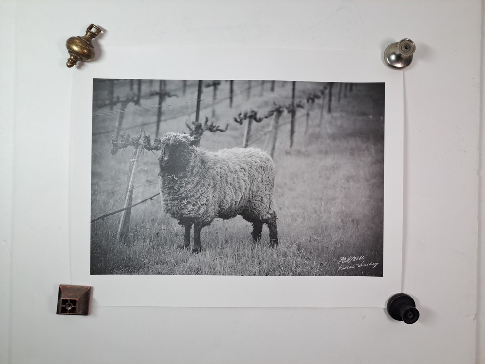 2005 Art Photograph Of A Woolly Sheep In A Vineyard By Robert Sinskey