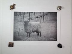 2005 Art Photograph Of A Woolly Sheep In A Vineyard By Robert Sinskey