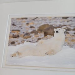 Polar Bear Photography Prints Set of 2 Matted Wildlife Art Photos Mike Johnson