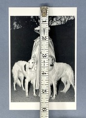 Dietmar Busse Art Photo Print Card – Lady Walking Her Dogs In Central Park, 1996