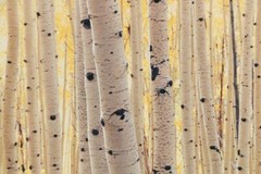 Nashville South: Rick Preston Large Photograph «Forest Sunrise» (1996)