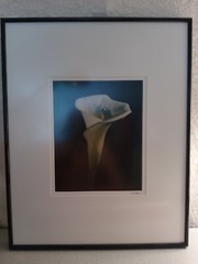 BLACKWATER PHOTOGRAPHY SINDED P. RIMSER PHOTO OF LILIE GLASS FRAMED16 BY 20 INCH