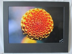 One-Off VTG ORANGE & YELLOW SNOWBALL CHRYSANTHEMUM Photo ~Hawaiian Artist Signed