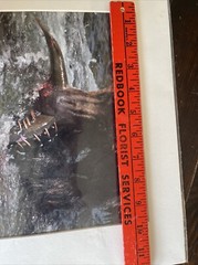 GRIZZLY BEAR FISHING GLOSSY PICTURE PHOTO hunting Eating salmon spawn 11×14