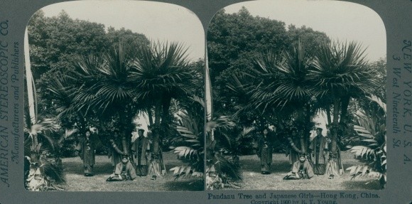 Stereo Photo Hong Kong China, Pandanu Tree and Japanese Girls – 10327037