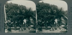 Stereo Photo Hong Kong China, Pandanu Tree and Japanese Girls – 10327037