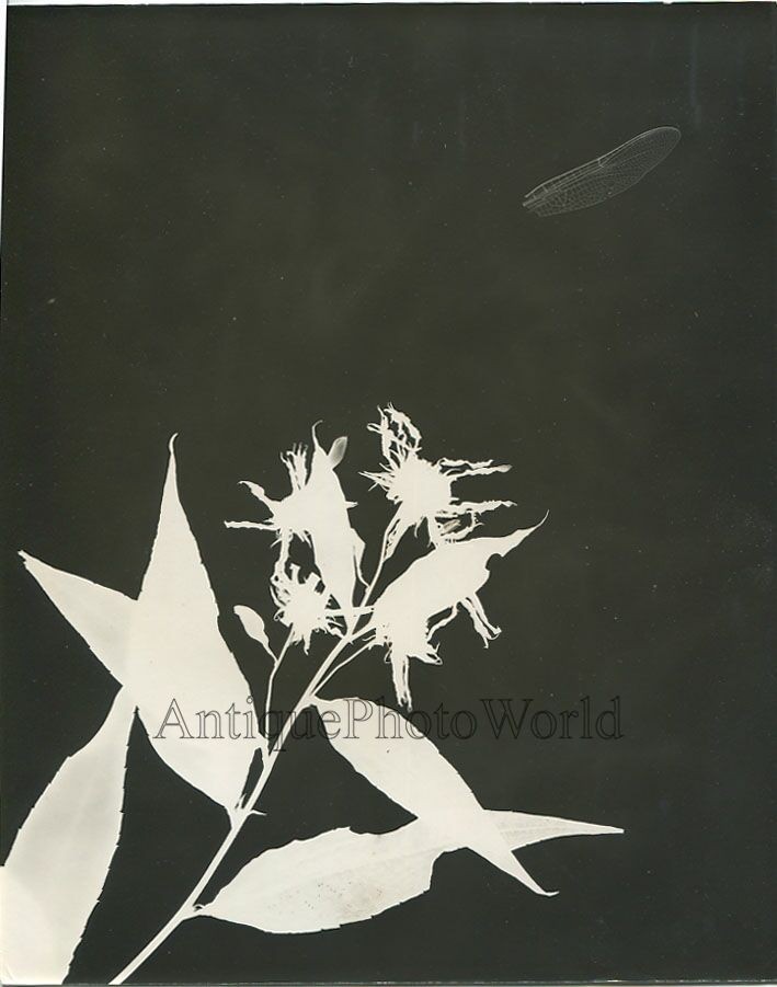 Milk weed and dragonfly wing vintage art photogram photo