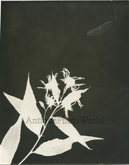 Milk weed and dragonfly wing vintage art photogram photo