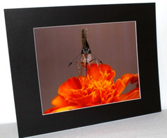 Butterfly on Flower Photo 8″ x 10″ in 11″ x 14″ Black Matte Signed by Kim Barry