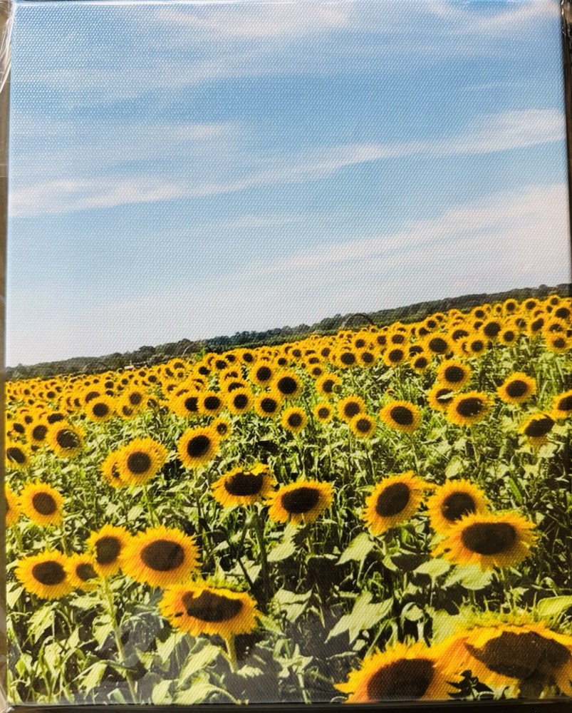 Sunflowers Canvas Photography