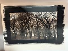 Dick Arentz, Trees, Pedine, S. Wales, 1986, Palladium / Platinum Print