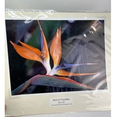 NEW Bird of Paradise 8 × 10 Hawaiian Original Photography Print