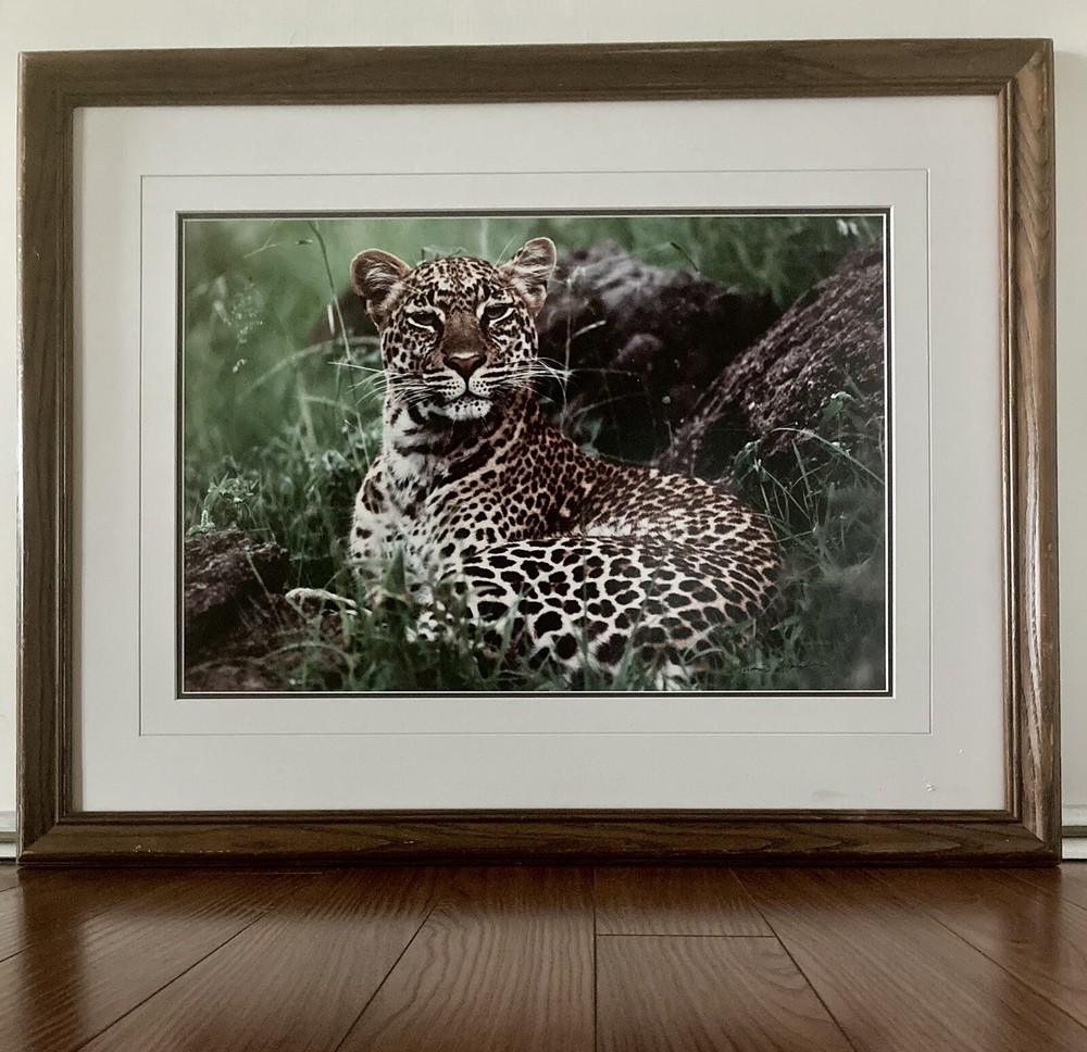 Thomas Mangelsen «African Nightfall» Leopard Signed Numbered Photograpic Print