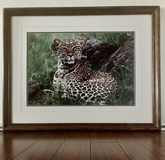 Thomas Mangelsen «African Nightfall» Leopard Signed Numbered Photograpic Print