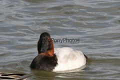 Canvasback Photo, Pick One Image – Various Sizes