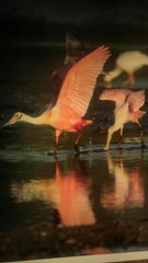 19×13 Digital Art Photograph Pink Spoonbill Bird Feeding Wildlife Bay Ocean