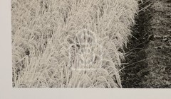 1990’s John Sexton Signed Photograph. Rice Field & Pine Forest. Tohoku, Japan