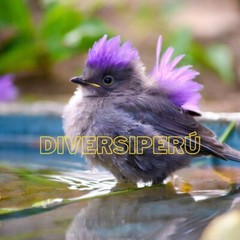 Digital Image Picture Photo Wallpaper Background Desktop Art And Phone Desktop