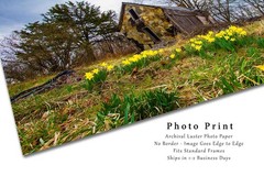 Country Photography Print – Jonquil Daffodils and Dilapidated Barn in Arkansas