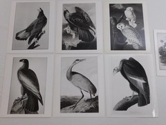 1966 John Audubon Birds America Set 7 Photographs for NY Historical Society Book