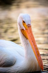 American pelican by Martin Briones Wildlife Photography 13×19