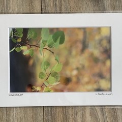 Set of 3 – Fall Colors in Leadville, Colorado Photography Print – Signed Matted