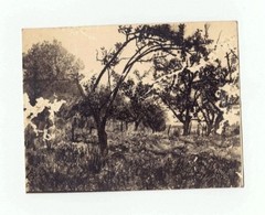 Paul Citroen: Country Landscape 1943 RARE / Dutch German S/Photograph Bauhaus
