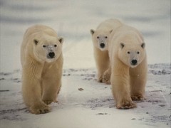 Polar Bear Nature Signed Limited Edition Framed Art Print