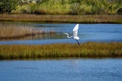 «Ready to Soar» Egret Wall Art Wall Art