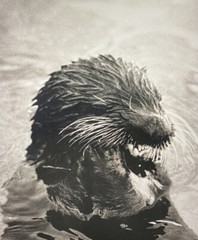 Tom Weber’s Cannery Row Sea Otter Photography.
