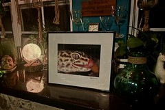 The Leopard Gecko -Close-Up Reptile Photography- Artist Signed