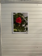 Garden Rose #8 – landscape photograph 8.5×11