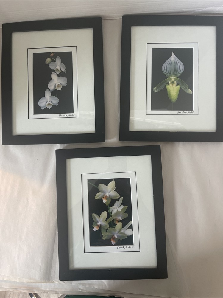 Floral Art Prints 35mm Photographs Framed Art Signed Randall Shedd Set Of 3