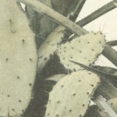 Vintage Lg Garden, Pineapple, Cactus Photo Print Repro. Print, Neutral Colors