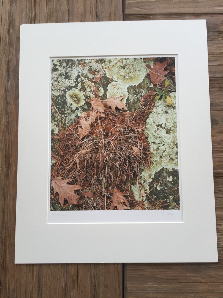 BRUCE BLUM SIGNED COLOR Photo Print (10 1/2″X 13″) «Lichen and Leaves «