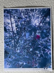 Landscape photograph- A Flower Among Leaves 8.5×11
