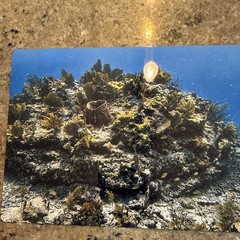 Underwater Coral Reef Seascape Color Photograph Print on Metal, Landscape