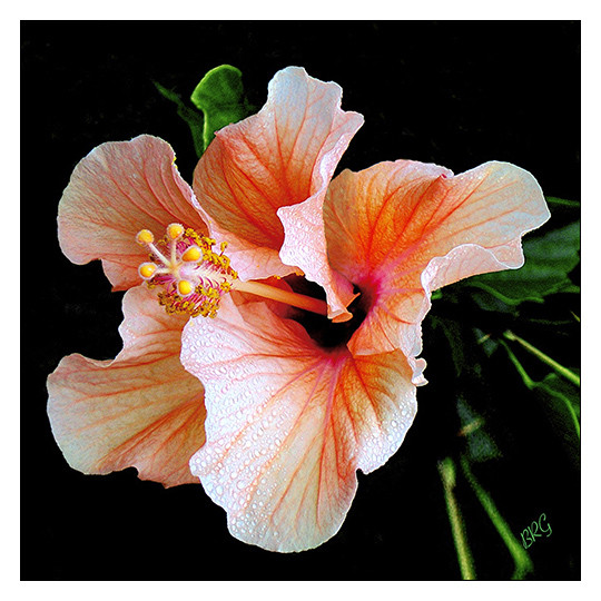 Hibiscus Spectacular 12″ x 12″ Fine Art Print Floral Garden Hawaiian Flower