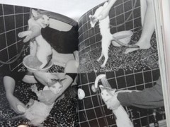 Nobuyoshi Araki Cat Chiro My Love Photo Book JAPAN
