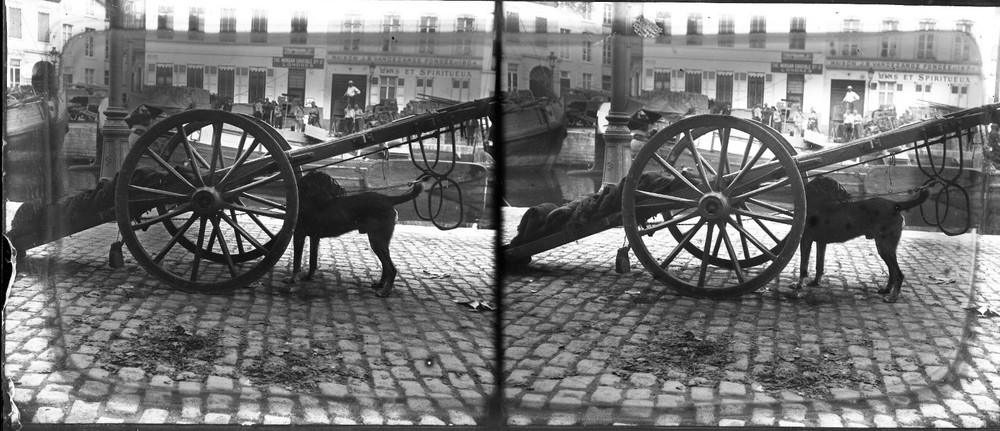 STEREO GLASS NEGATIVE, handcart w sweet dog, adds, rare, vintage fine art STEREO