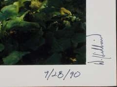 Original Signed 1990 Photograph Mary Turtle’s Garden by David Hilliard Listed